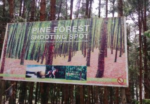 Pine Forest Shooting Spot