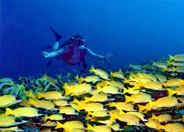 Banana Reef Scuba Diving, Maldives